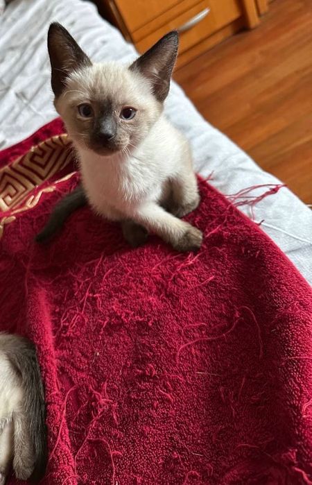 Сіамські котики шукають люблячу родину