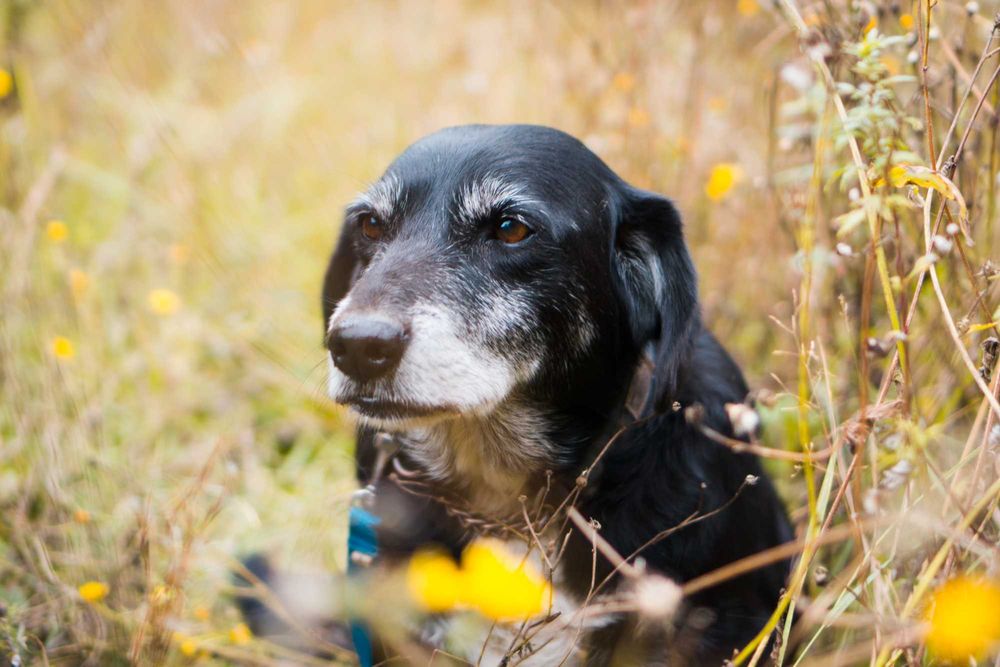 12 letni Rożek do adopcji!