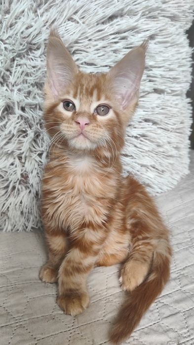 Рыжий красавчик Мейн Кун.