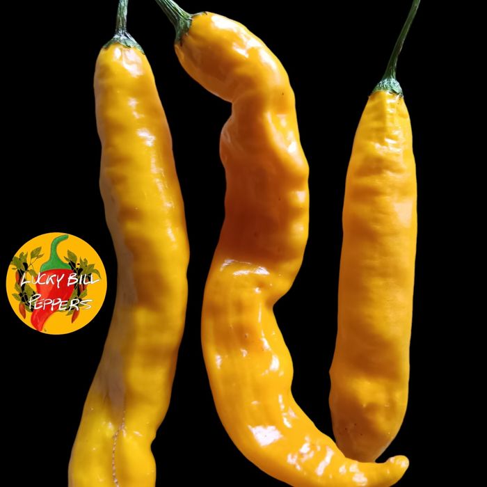 Vendo sementes de malaguetas/ pimentas raras de muitas variedades