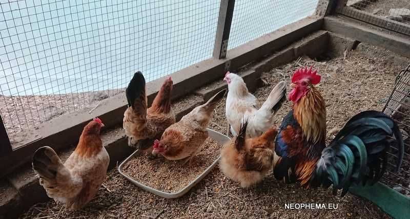 Kurki chabo 2024  i 2025 rok tylko w parach