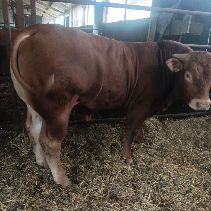 Sprzedam Hodowlane Byki Limousine