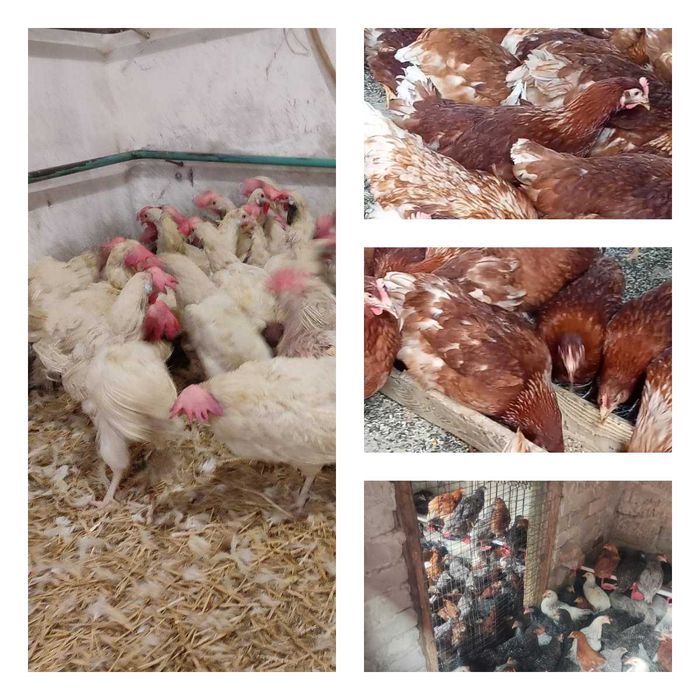 Продам кури несушки! Доставка безкоштовна.  Баранівка