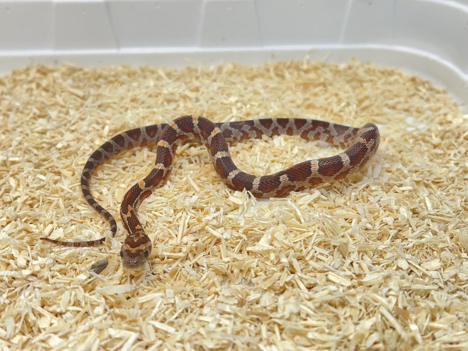 Wąż zbożowy węże zbożowe