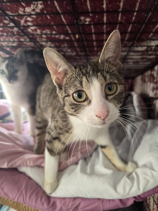 Piękne kociaki szukają domów