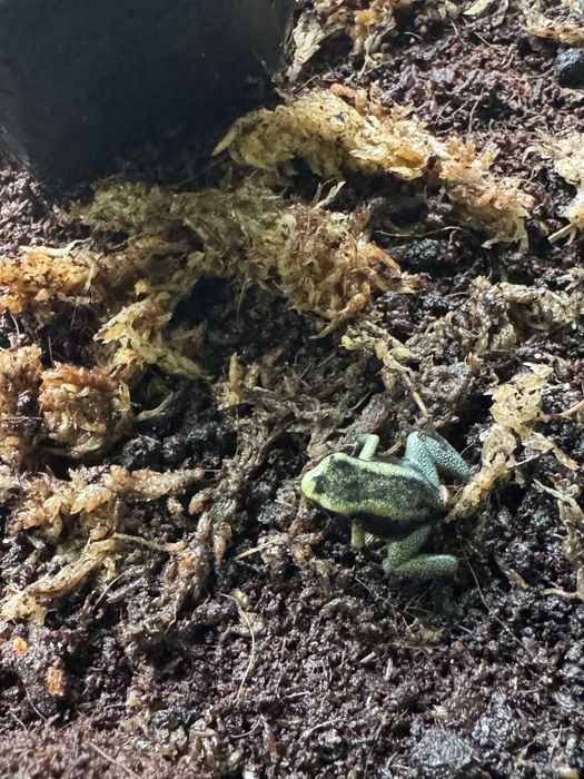Phyllobates terribilis mint, Liściołaz