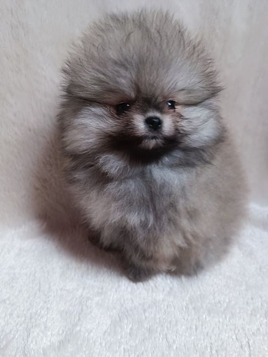 Pomeranian suczka  mini mini