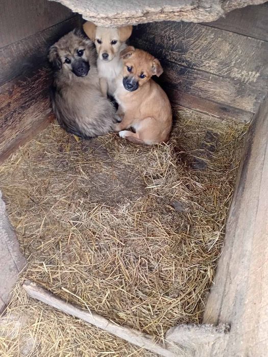 Віддам собачки в добрі руки
