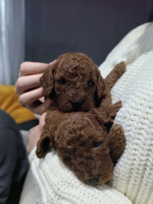 Szczeniak Pudel Toy Red Brown