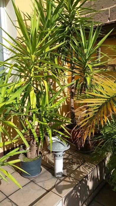 Juka Yucca małe i duże