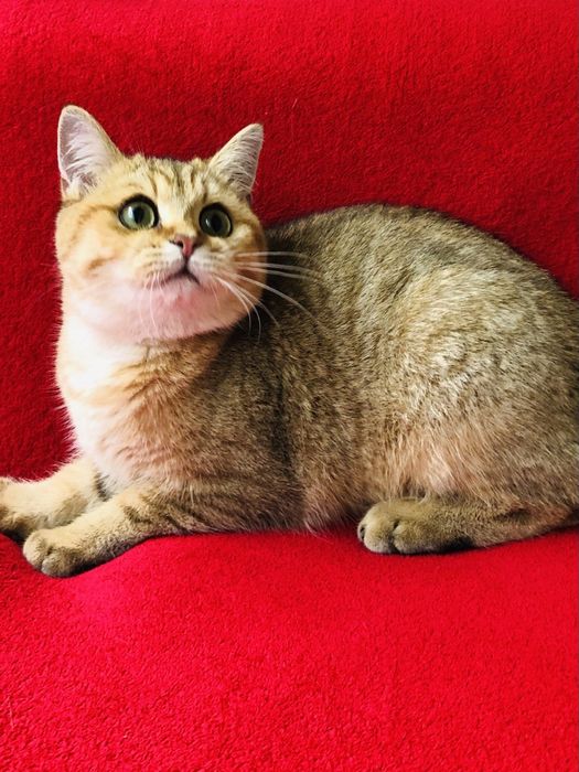 Шотландский мальчик. Золотой красавчик!