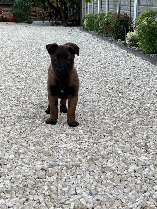 Owczarek belgijski malinois piesek