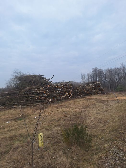Wycinka drzew lasów samosiewów mulczer czyszczenie dzialek biomasa