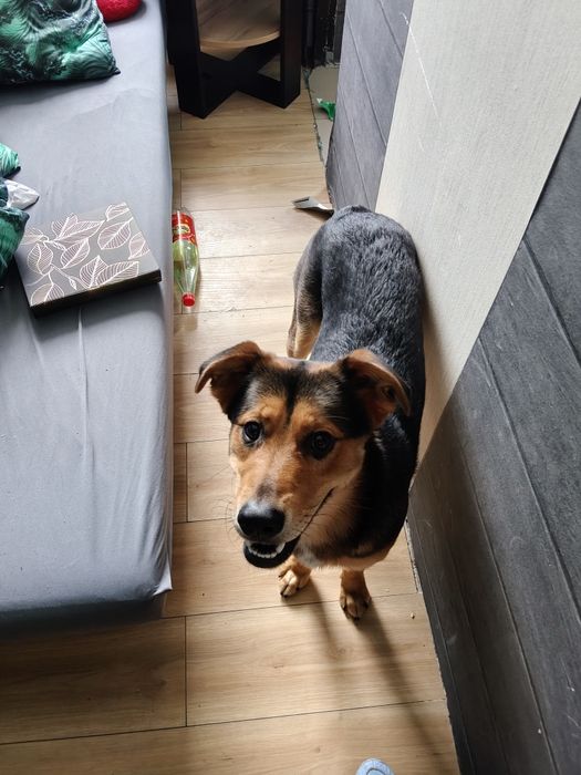Oddam za darmo w dobre ręce