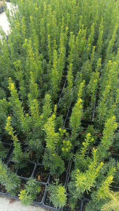 Cis Hicksii w doniczce p9, 8 zł