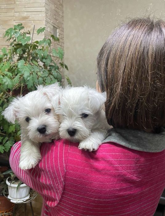 Малята Вест Хайленд Вайт Терьєр