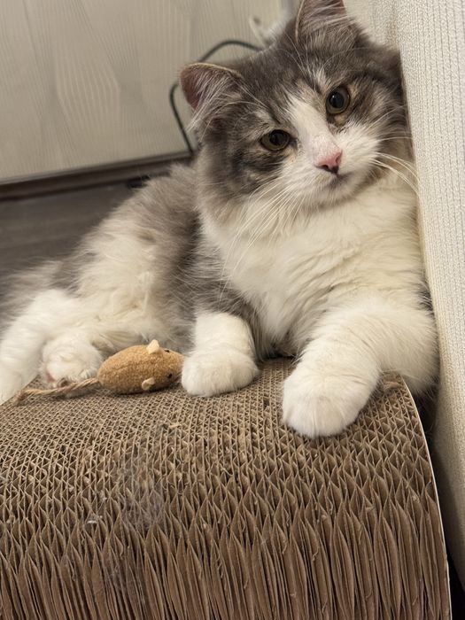 Ласкавий котик шукає родину