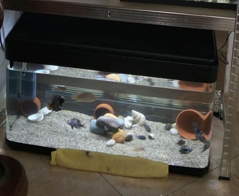 Vendo aquário sem luz