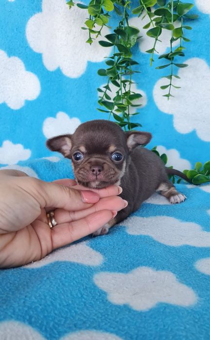 Excecional menina mini Chihuahua/Chiuaua. LinhagemRussa de Qualidade