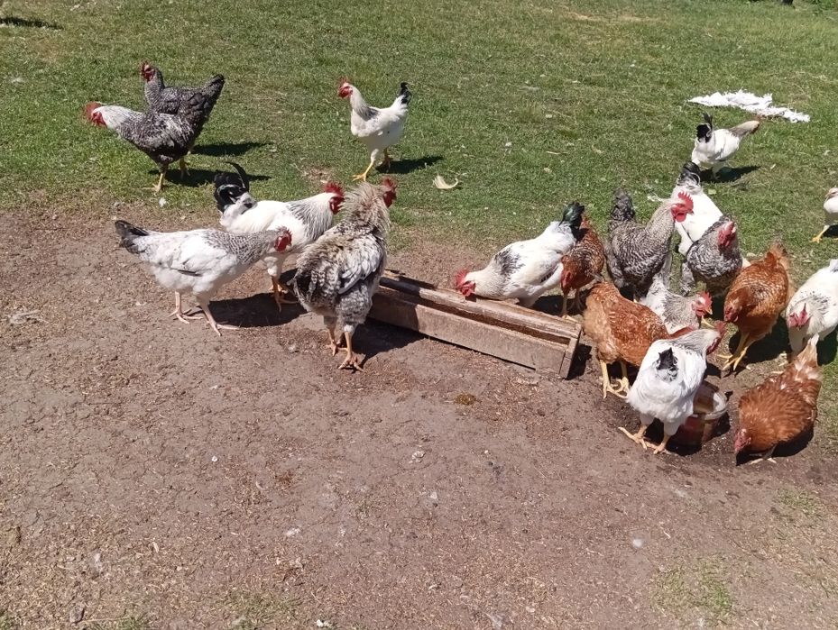 Sprzedam młode koguty