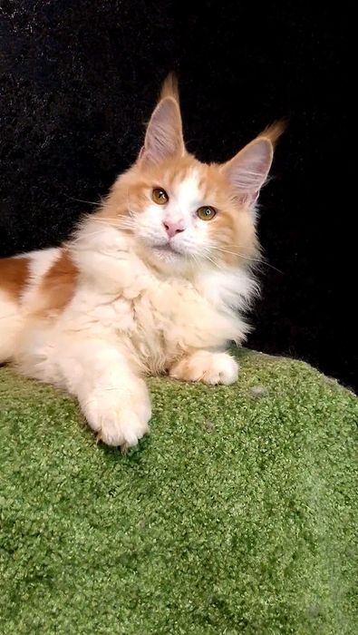 Рыжый котёнок  Мейн - кун