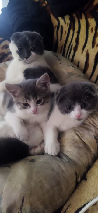 Киця, попелово біла.