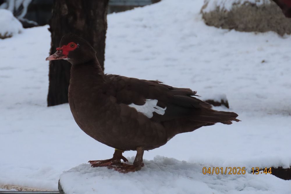 Мускусні качки німецької лінії