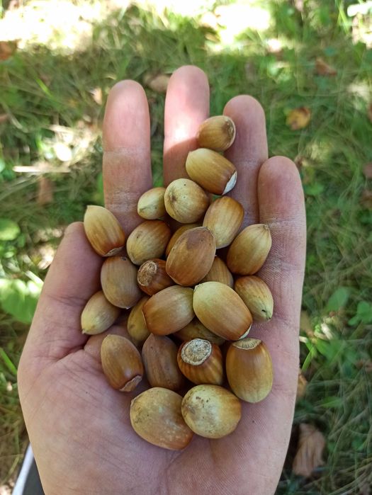 Orzechy laskowe, świeże 10 kg