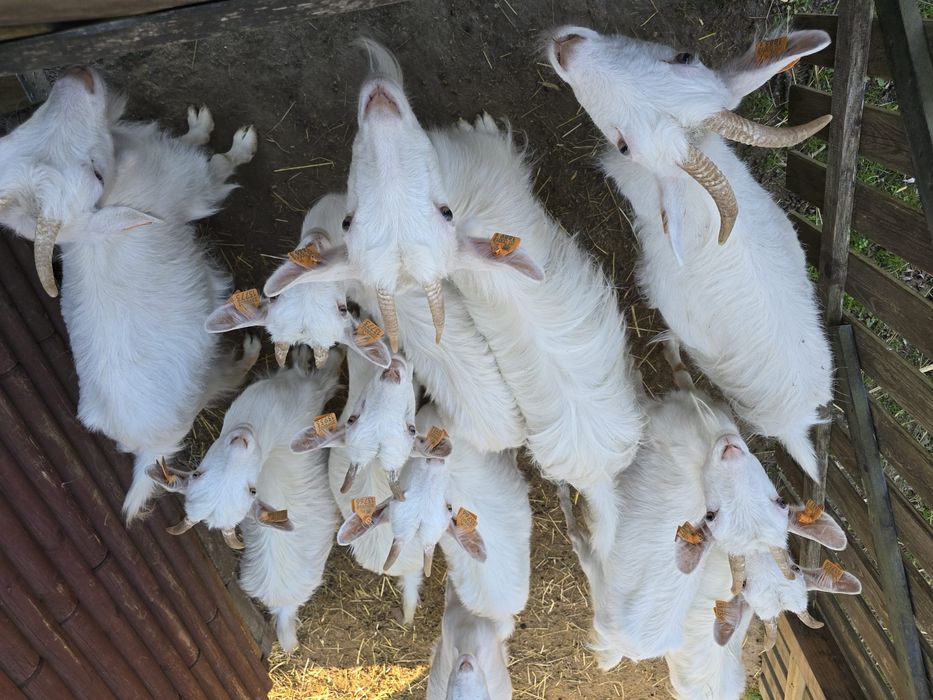 Kozy / Kózki karpackie kilka sztuk