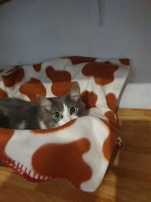 Hotel para cães (Estadia Familiar e Creche)