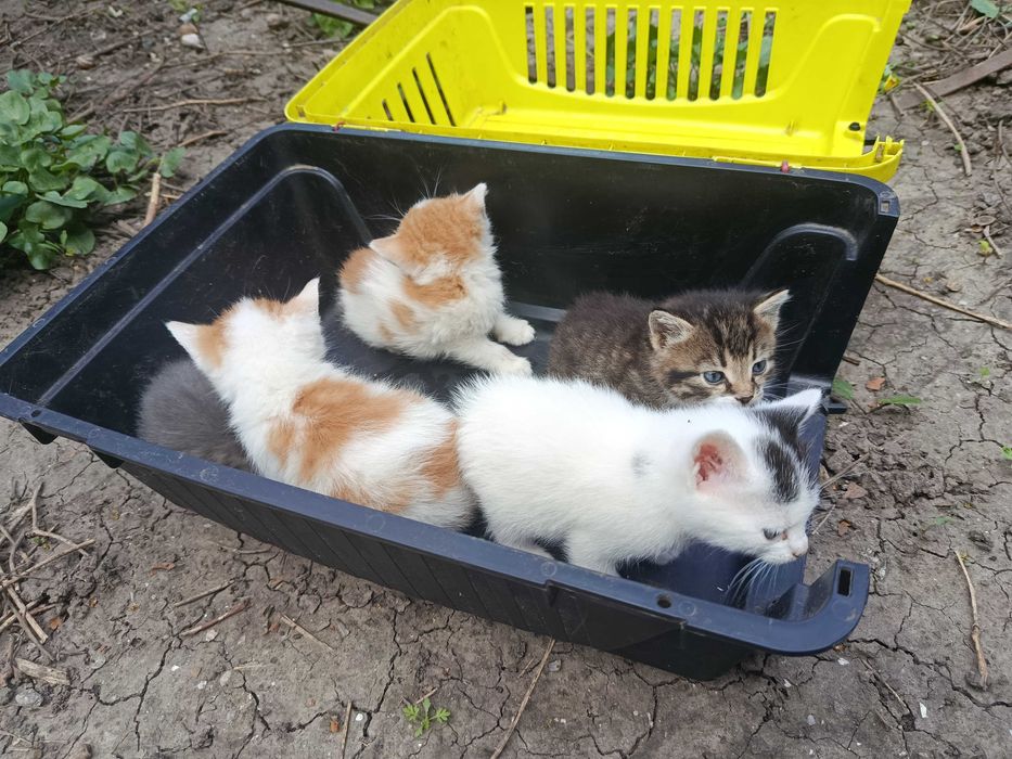Котята в хорошие руки