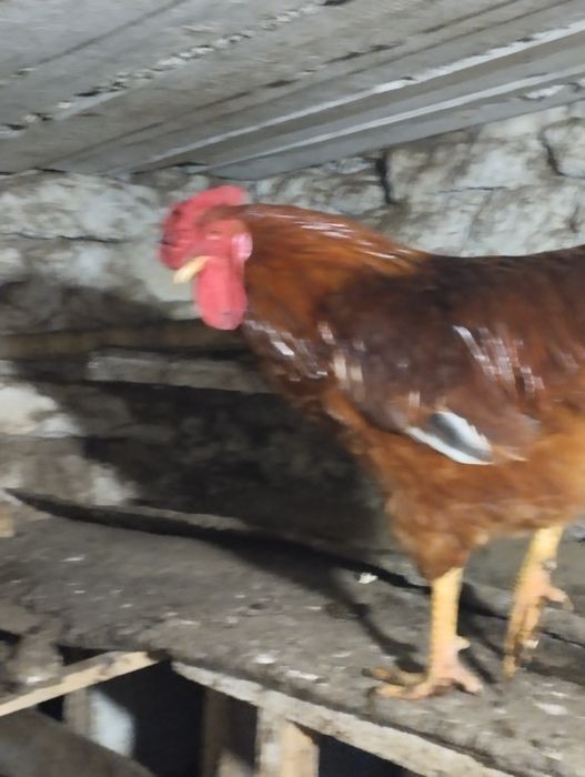 Продаю iнкубацiйне яйце