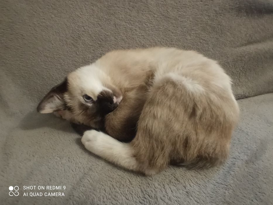 Кішка сіамська маленька вік 2 с половиною місяця чистокровна.