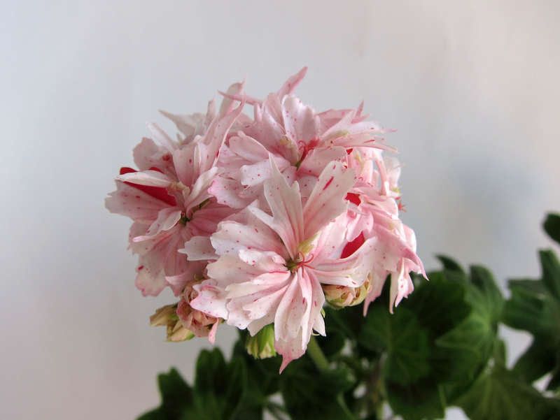 Сортові пеларгонії