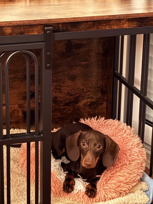 Jaula | parque para caes