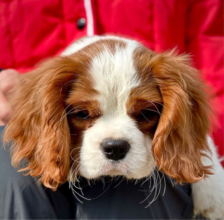 Кавалер Кінг Чарльз спанієль. Кавалер Кинг Чарльз спаниель