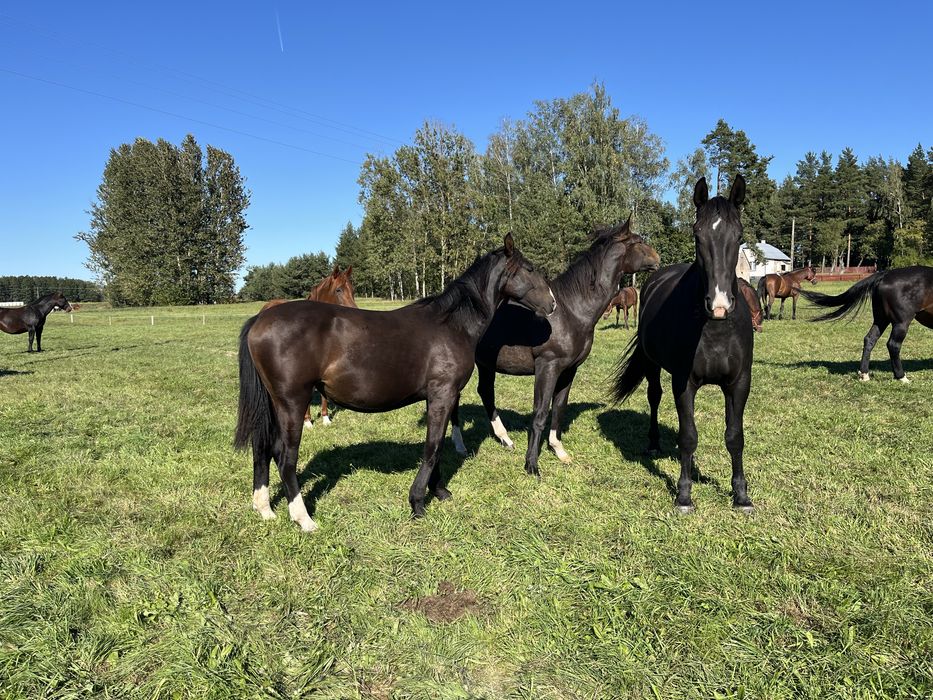 Klaczka śląska urodzona 2024