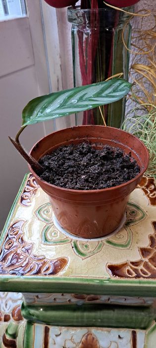 Maranta cinza plantas de interior