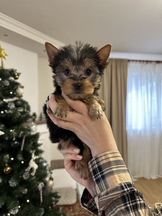 Хлопчик міні йорк Київ