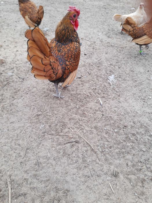 Kury serebrytki ozdobne