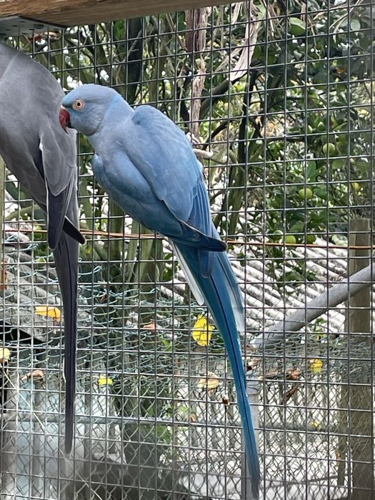 Ring necks adultos varias cores e mutacoes