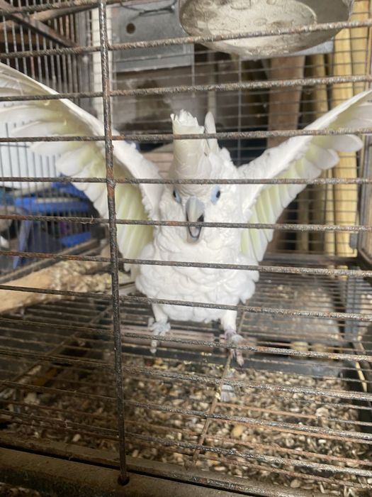 Cacatua Ducorpsii