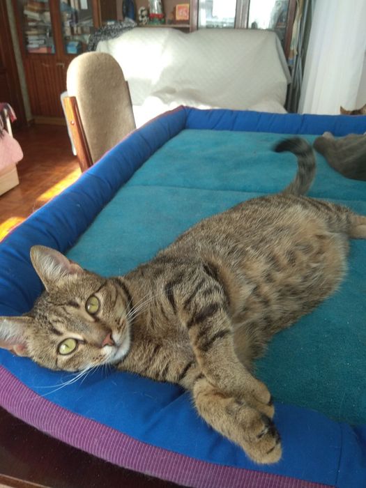 Безкоштовно гарненька кішка