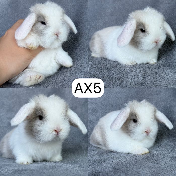 Królik Baranek Miniaturka MINI LOP