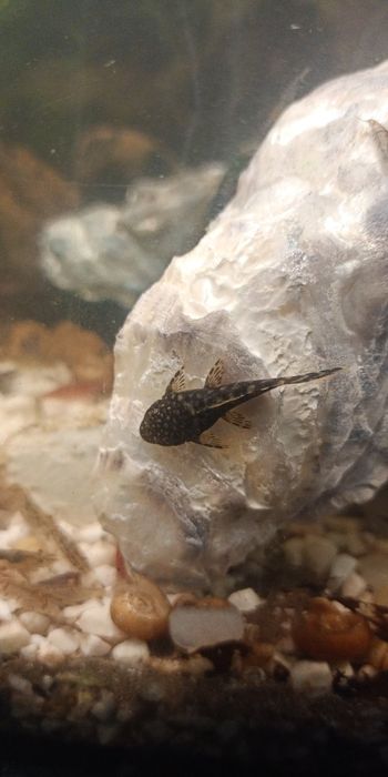 Продам  сомов Анцитрусов как на фото