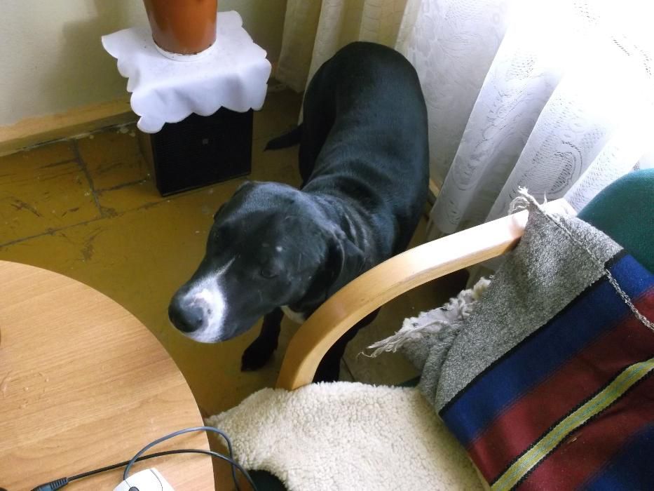 Zaginoł Czarek Amstaff