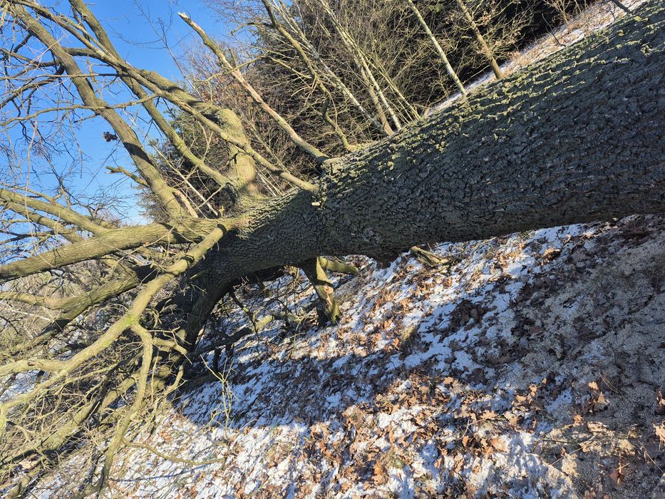 Dąb świeżo ścięty