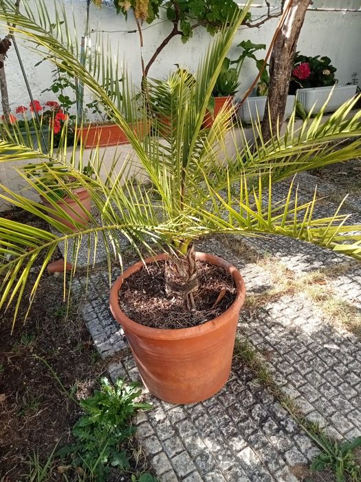 Palmeira muito bonita