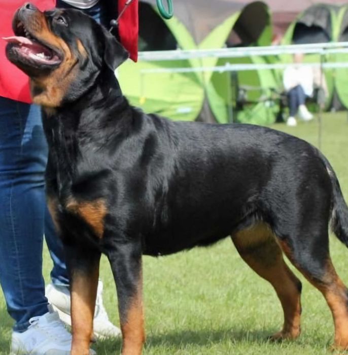 Rottweiler piękna sunia FCI