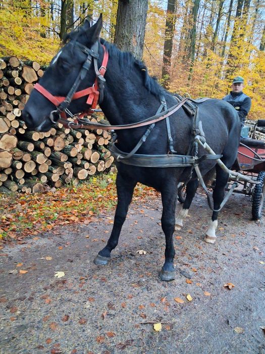Klacz slaska po rodzicach w programie